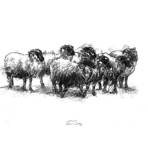 Original Sheep Flock Sketch Seanbriggs Sketches Fine Art Drawing