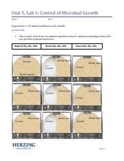 Unit Lab Control Of Microbial Growth Lab Write Up Pdf Unit