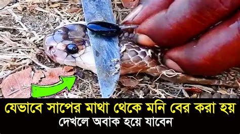 যেভাবে সাপের মাথা থেকে মনি বের করা হয় দেখুন । Snake Stone Cobra