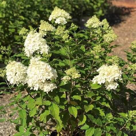 Hydrangea Paniculata Limelight Tree Form Panicle Hydrangea From Saunders Brothers Inc