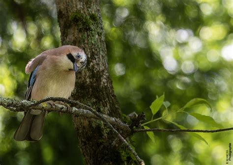 Geai Des Ch Nes Garrulus Glandarius Jay Craintif Et Prud Flickr