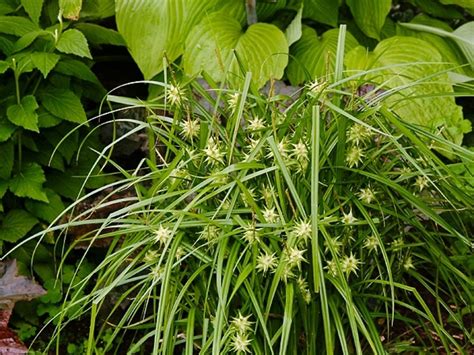 Carex grayi (Gray's sedge): Go Botany