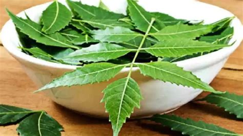 Neem Benefits In Monsoon मॉनसून में स्किन और सेहत के लिए किसी औषधि से