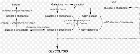 Udp 葡萄糖 4 表亚胺消除半乳糖缺乏，半乳糖血症，尿苷二磷酸葡萄糖png图片素材下载图片编号2089469 Png素材网