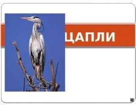 ЦАПЛИ - скачать презентацию