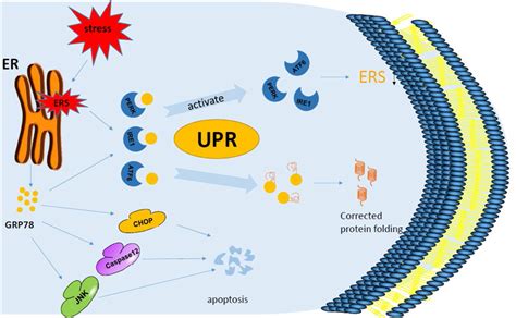 Grp78 And Endoplasmic Reticulum Stress When A Cell Is Under The