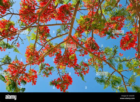 Gros Plan Du Royal Poinciana Ou Flamboyant Delonix Regia Dans