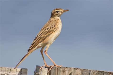 Richards Pipit Anthus Richardi