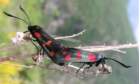 Zygaena Filipendulae Pathpiva