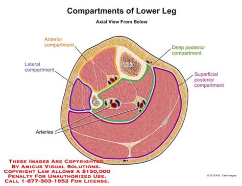 A Compartments Of Lower Leg Anatomy Exhibits