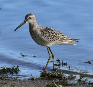 Stilt Sandpiper | BirdForum