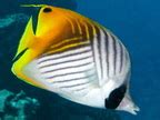 Threadfin Butterflyfish - Chaetodon auriga - Great Barrier Reef ...