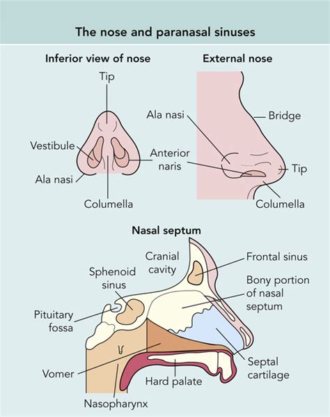 Ear, Nose, Throat, and Mouth | Musculoskeletal Key