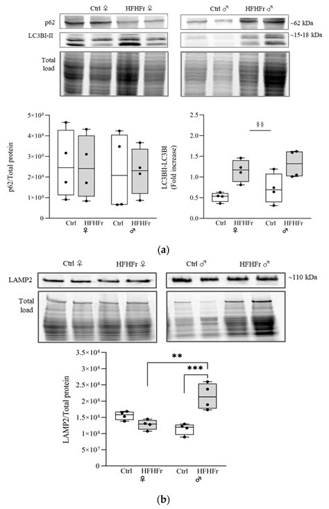 Cells Free Full Text Sex Differences Affect The Nrf2 Signaling