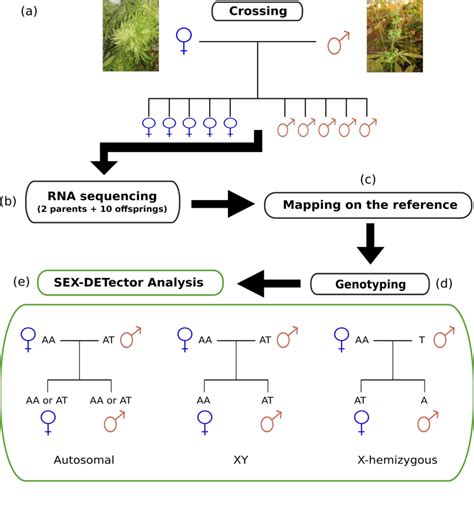 Experimental Design And Bioinformatic Pipeline To Identify Sex Linked