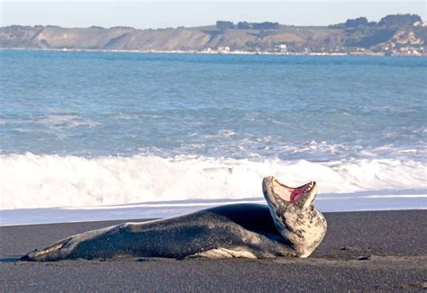 WSB: Spotting leopard seals by algorithm - The Wildlife Society