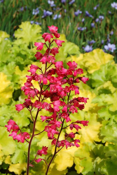 Heuchera Paris - Golden Valley Plants