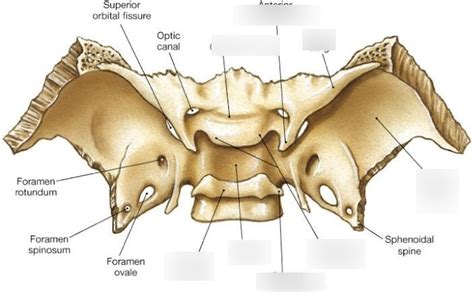 Sphenoid Bone Labeled Diagram Quizlet