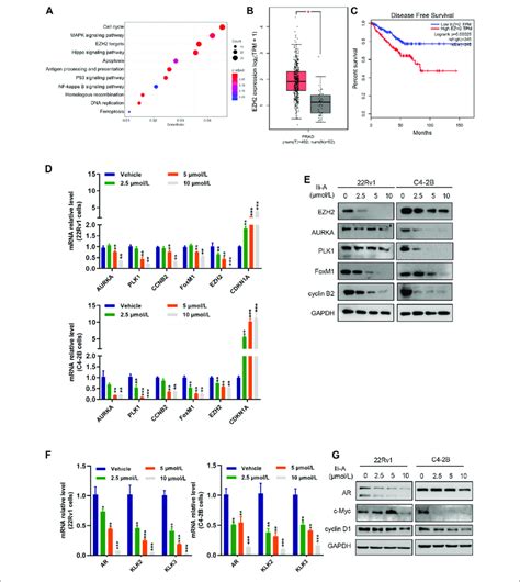 Rna Sequencing Shows That The Ezh2 Pathway Is Involved In The