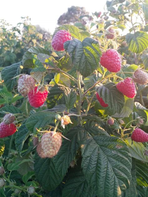 Piantine Di Lamponi Sugana A Radice Nuda Del Contadino