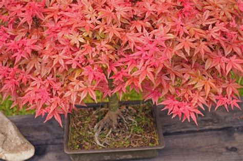 How to Bonsai a Maple Tree: Expert Tips for Success - Foliage Friend ...