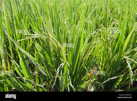 Rice Plants Oryza Sativa Growing In A Rice Paddy Tegallalang Bali