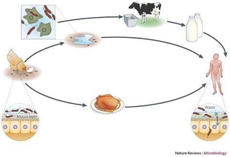 About Food Safety: Campylobacter Jejuni