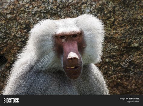 Hamadryas Baboon, Image & Photo (Free Trial) | Bigstock