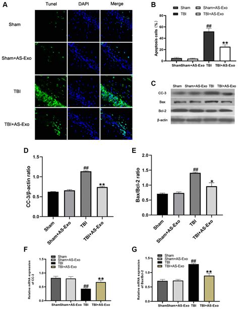 Astrocyte Derived Exosomes Protect Hippocampal Neurons After Traumatic