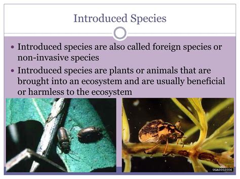 Ppt Introduced Species Powerpoint Presentation Free Download Id 2322178