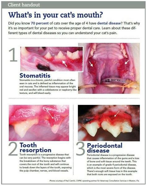 How Do You Tell If Your Cat Has Teeth Problems Image  Cat Pee On