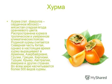 Презентация на тему: "Хурма Хурма (лат. diaspyros – сердечное яблоко ...