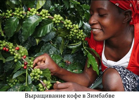 Сельское хозяйство в Африке: общая характеристика, растениеводство ...