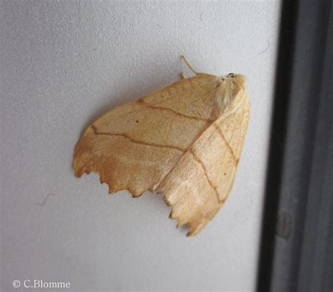 Image Gallery | Butterflies and Moths of North America