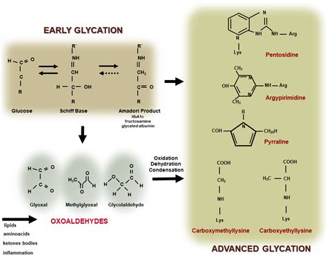 Advanced Glycation End Products And Cardiovascular Disease Encyclopedia Mdpi