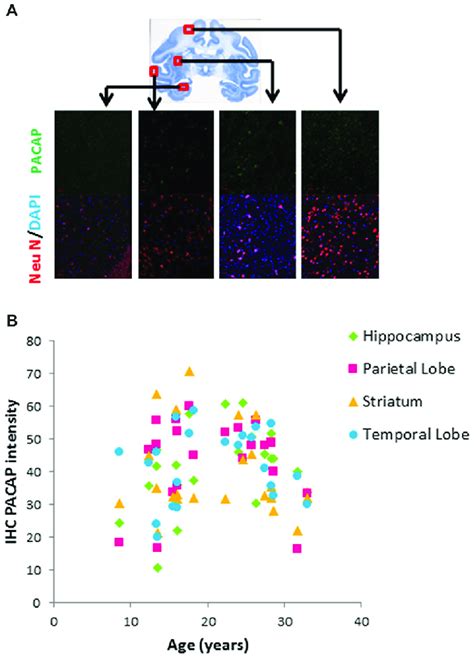 Age Related Changes In Pituitary Adenylate Cyclase Activating