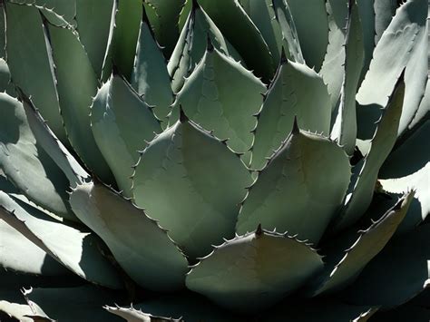 Propiedades Beneficios Y Usos Del Agave