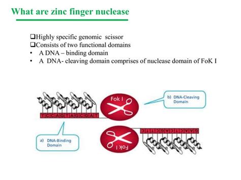 Genome editing techniques | PPT