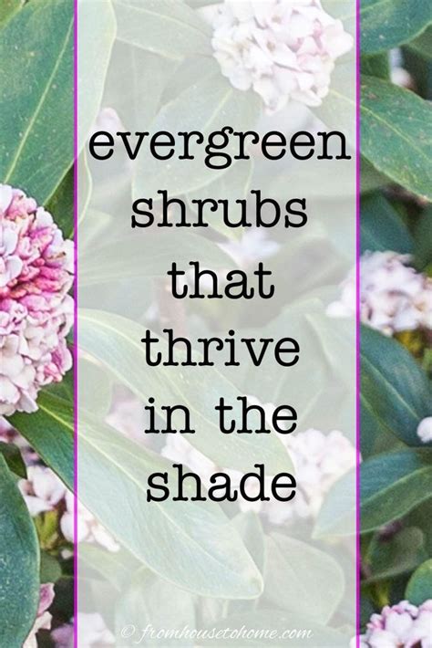 Evergreen Shrubs For Shade That Look Good All Year Shade Shrubs Evergreen Shrubs