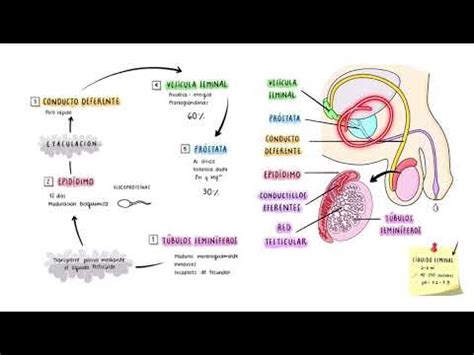 Transporte De Gametos Masculino YouTube