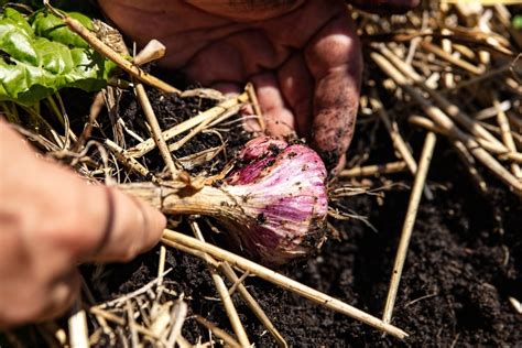 Garlic How To Plant And Grow Lyonshall Nurseries And Garden Centre