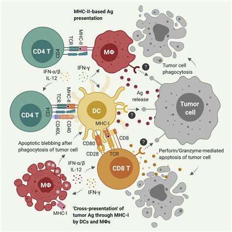 Tumor Antigen Presentation In Tumor Site Interactions Between