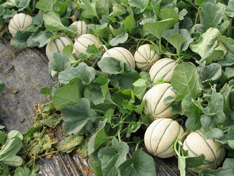 Hybrid Muskmelon Suzuka Agro Tech