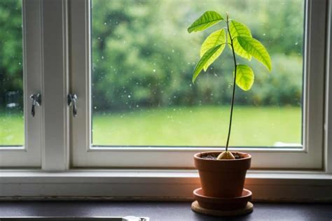 Come Coltivare Lavocado In Vaso A Partire Dal Seme Bastano