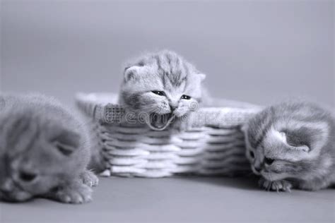 Cute kitten meowing stock image. Image of kitten, basket - 54625915