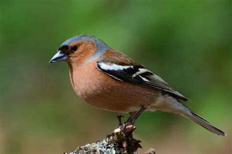 14 Species of Finches in the UK (With Pictures)