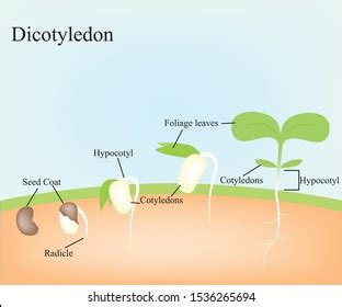 Dicotyledon Seed Plants Vector Stock Vector (Royalty Free) 1536265694 ...