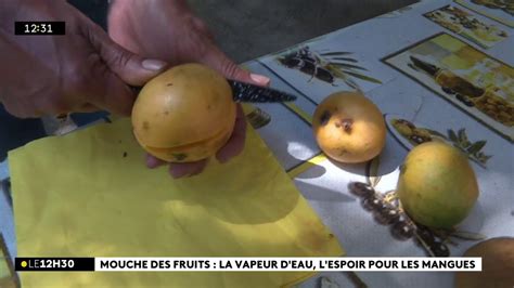 Un Nouveau Proc D Test Pour Vaincre De La Mouche Des Fruits Youtube