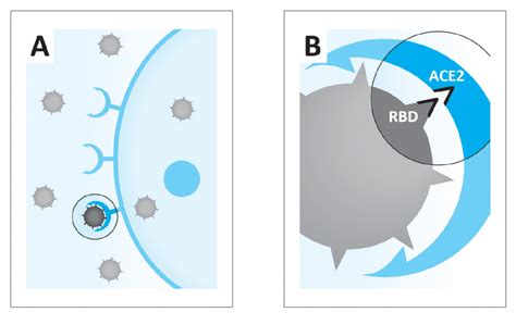 Micronutrient Combination Inhibits Two Key Steps Of Coronavirus Sars