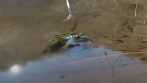 How Blind Frog Ranch Got Its Name